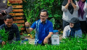 Upaya Atasi Stunting, KWT Lebak Pilar Sempur Tanam Sayur Mayur hingga Tanaman Obat