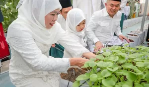 Eduwisata Liburan Sekolah, Gubermur Jatim Khofifah Ajak Cucu Panen Golden Melon di Masjid Al Akbar