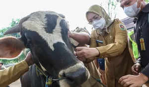 Ini Alasan Pemkab Purwakarta Segera Buka Kembali Pasar Ternak yang Ditutup Gegara Antraks