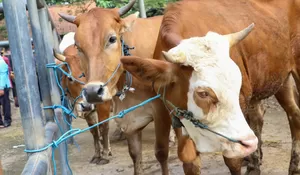 Cegah Penularan Antraks, Bupati Purwakarta Anne Ratna Mustika Tutup Empat Pasar Hewan