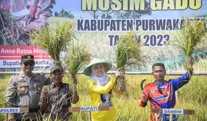 Semarak Panen Raya 2023 di Purwakarta, Anne Ratna Mustika : Surplus Beras, Perkuat Ketahanan Pangan Nasional