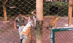 Lakukan Program Sperma Pertama di Dunia, Taman Safari Indonesia Cegah Kepunahan Hewan