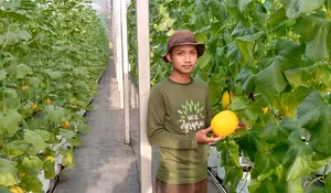 Mencicipi Manisnya Buah Melon Minions dari Desa Cikarawang Dramaga