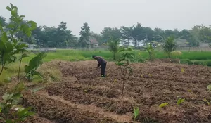Mulai Terancam Kekeringan hingga Gagal Panen, Petani di Kota Bogor Putar Otak Atur Aliran Irigasi