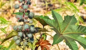 Bisa Jadi Obat Herbal, Ini Manfaat Konsumsi Tanaman Jarak