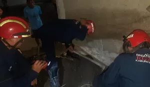 Waspada! Ular Kobra Berkeliaran di Permukiman Warga Bogor, Petugas Damkar Turun Tangan