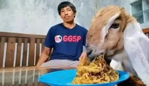 Cerita Kuncoro, Si Kambing Nyeleneh yang Doyan Makan Mie Goreng