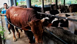 Tangani PMK, Pemkab Sumedang Kerahkan 17 Dokter Hewan