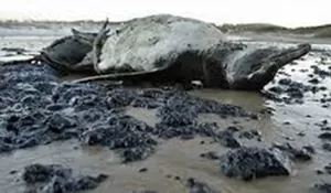 Gara-gara Ini Ratusan Penguin di Pantai Brasil Mati