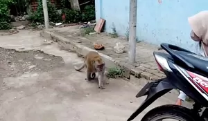 Monyet Ikut "Sekolah" Resahkan Guru dan Murid