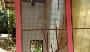 Pengelola Bogor Mini Zoo Sebut Bukan Bayi Monyet yang Mati