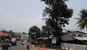 Pohon Tumbang Cibungbulang Langsung Ditebang