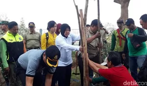 Bunga Tabebuya Mempercantik Stadion Gelora Bung Tomo