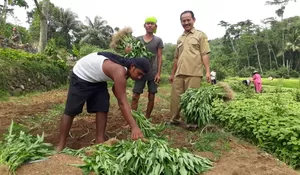 Keren, Kangkung Karehkel Tembus Pasar Jabodetabek