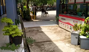 Anjing Polisi Sisir SDN Sindangsari