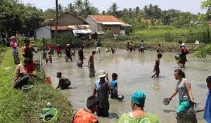 Warga Rumpin Berebut Ikan Mas