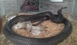 Teror Kobra di Jateng, Susupi Warung Mi Klaten-Rumah di Gunungkidul