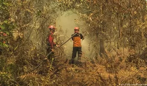 Indonesia Rugi Lebih dari Rp 72 Triliun Akibat Kebakaran Hutan 2019