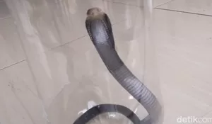 LIPI: Bisa Anak Kobra Dapat Mematikan, untuk Level Manusia