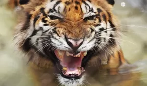 Geger! Warga Muaraenim Tewas Diterkam Harimau Saat Sedang Mandi