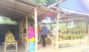 Durian Parung Mulai Dicari Warga