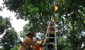 Tawon Endas Sengat Pengunjung Kantor Pajak Probolinggo, Sarangnya Dibakar
