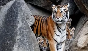 Jejak Harimau Sumatera Kembali Muncul di Kampar Riau