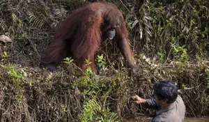 Detik-detik Orang Utan Borneo Selamatkan Pria di Sungai Penuh Ular