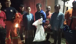 Tawon Vespa Serang Bocah SD