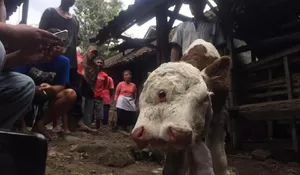 Anak Sapi Lahir Dua Mata dan Empat Mulut di Blitar Ditawar Rp 15 Juta