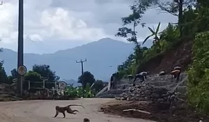 Kawanan Monyet Turun ke Jalanan, Diduga Kehilangan Habitat