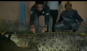 Pakai Jaring, Warga Konawe Utara Tangkap Buaya 5 Meter yang Bikin Resah