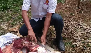 Berbagi Hewan Kurban, Gerindra Bogor Jaga Kebersamaan