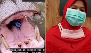 Selesai Diperiksa Polisi, Wanita Pelempar Sampah ke Mulut Kuda Nil Dipulangkan!