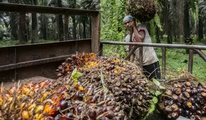 Beri Nilai Tambah, Kemendag Dukung Ekspor Cangkang Sawit ke Jepang