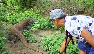 Labuan Bajo (3), Komodo Artis vs Komodo Kampung