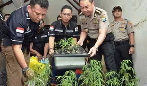 Pelaku Ngaku Belajar dari Youtube, Polisi Bongkar Kebun Ganja Hidroponik