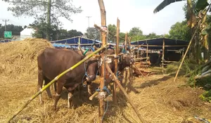 PMK Mewabah, Jangan Takut Minum Susu dan Makan Daging