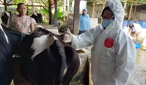 Bogor Baru Dijatah 7.900 Dosis Vaksin PMK