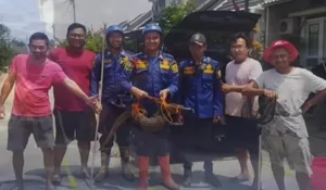 Biawak Sembunyi di Bemper Mobil, Damkar Turun Tangan