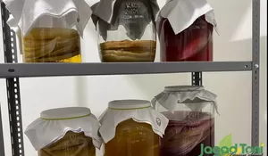 Kenalin Nih Teh Kombucha, Teh Fermentasi sebagai Minuman Herbal Menyehatkan Tubuh