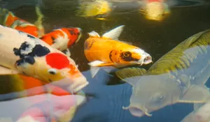 Simak Nih! Tips Memelihara Ikan Koi Anti Gagal