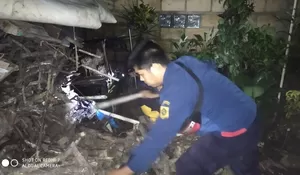 Ular Sanca 3,5 Meter Gegerkan Warga Tamansari, Sempat Makan Ayam Peliharaan