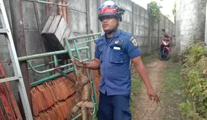 Ada Biawak Kabur di Pakansari, Petugas Damkar Cek TKP