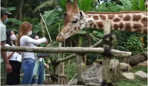 Biar Tambah Asyik Berwisata di Puncak Bogor, Simak Tips Liburan di Taman Safari Indonesia