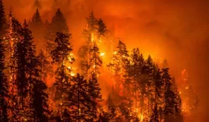 Kebakaran Hutan di Gunung Lawu Hanguskan Lahan Hingga Puluhan Hektare 