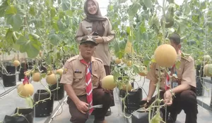 Camat Tapos Panen Melon di Leuwinanggung 