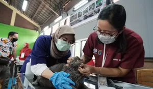 DKP3 Laksanakan Vaksinasi Rabies di Sukmajaya, 269 Ekor Hewan Disuntik