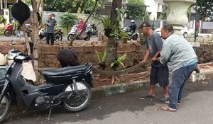 Sanca Tiga Meter Masuk ke Perumahan Warga di Depok