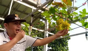 Dongkrak Ekonomi Warga, Setiap Gang di Mekarjaya Ciomas Bogor bakal Ditanami Anggur